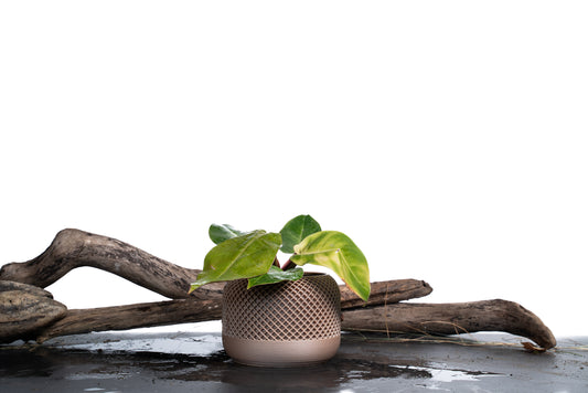 AROKARYA Natural Saksı