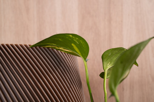 JAKARANDA Natural Ahşap Saksı