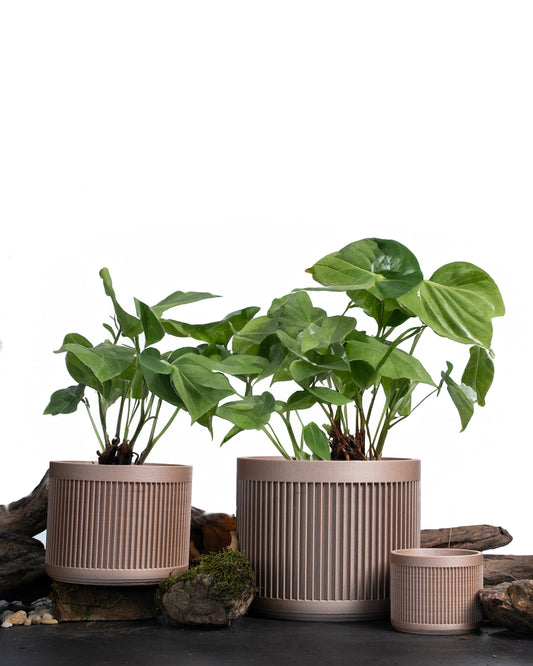 SEKOYA Ahşap Saksı